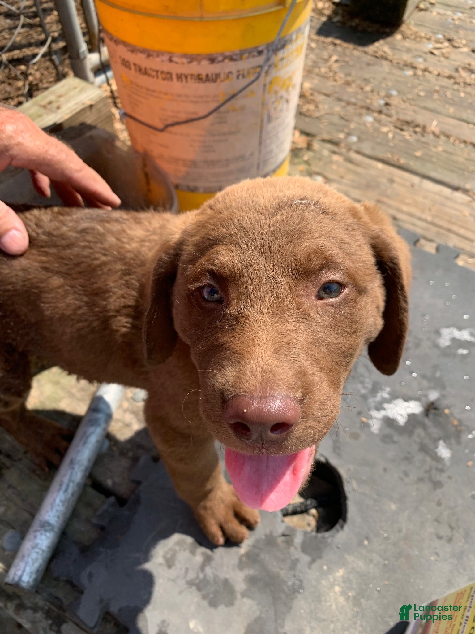 Chesapeake Bay Retriever dogs Chesapeake Bay Retriever 1 - Ad 7
