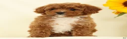 Cavapoo dogs for sale: Megan - Ad 3