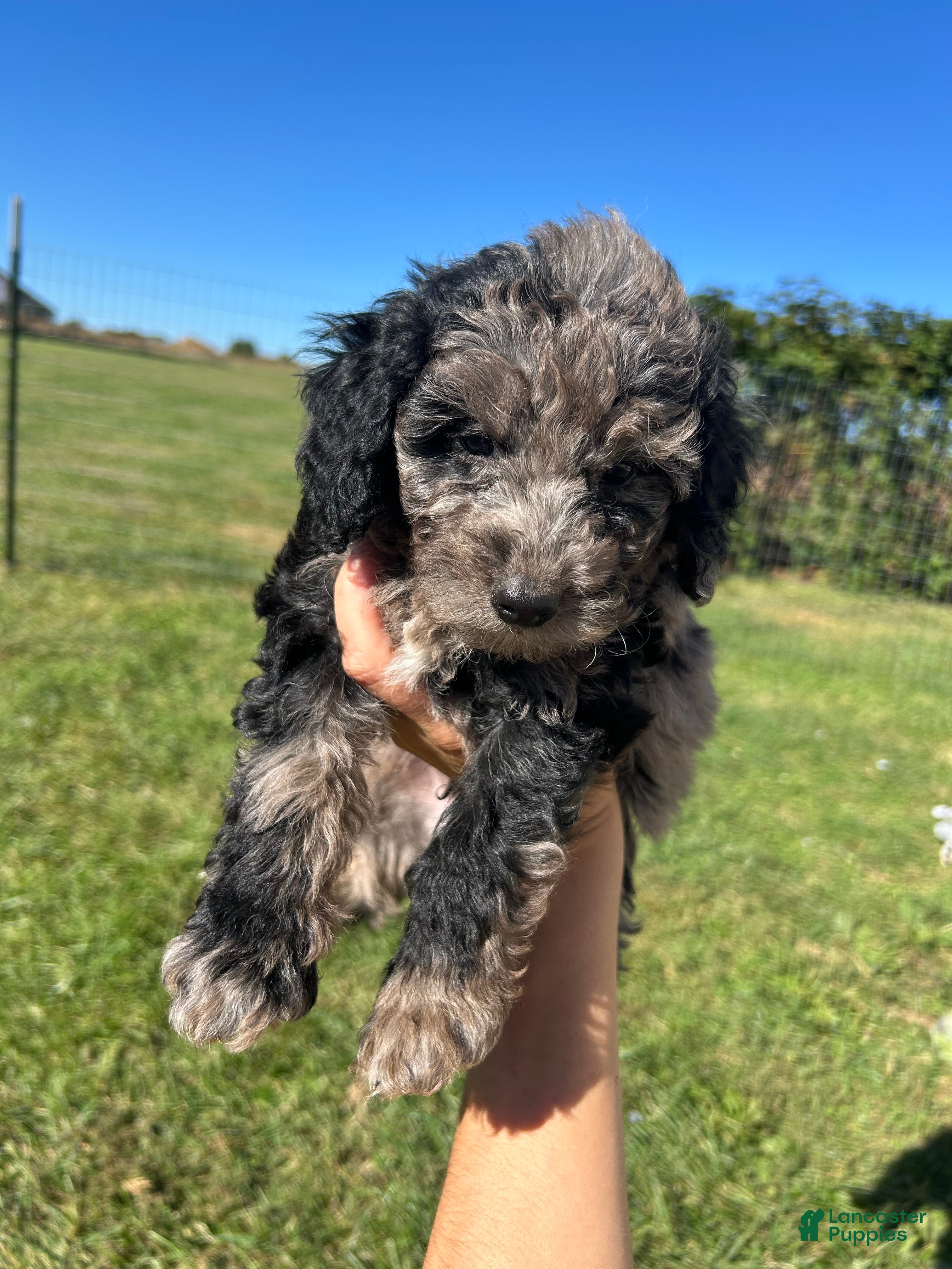 Mini Bernedoodle dogs Mochi - Ad 21
