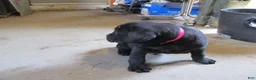 Labrador Retriever dogs for sale: Labrador Retriever Puppy 2 - Ad 3