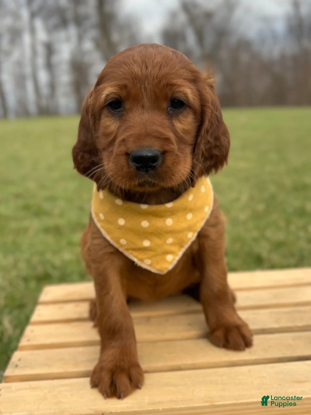 Irish Setter dogs for sale: Irish Setter litter of 1 puppies - Ad 15