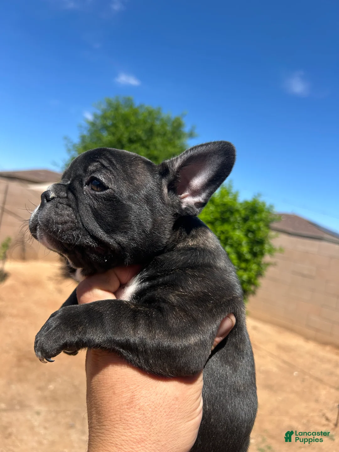 French Bulldog dogs for sale: French Bulldog Puppy 2 - Ad 1