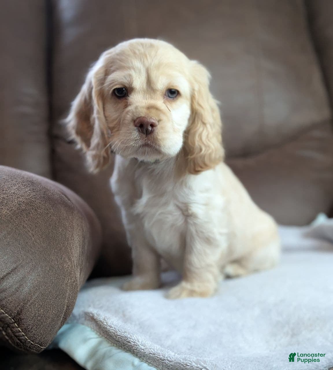 Cocker Spaniel dogs Winston  - Ad 1