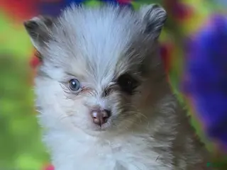 Pomeranian dogs Charles - Ad 4