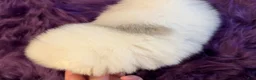 Pomeranian dogs for sale: Nala - Ad 5