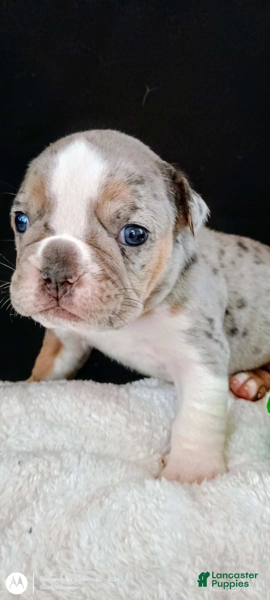 Olde English Bulldogge dogs for sale: Olde English Bulldogge Balder - Ad 5