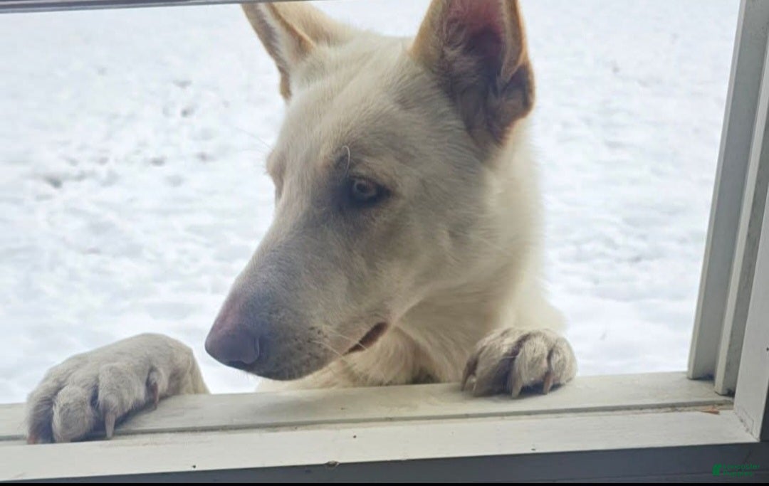 German Shepherd dogs German Shepherd Puppy 1 - Ad 2