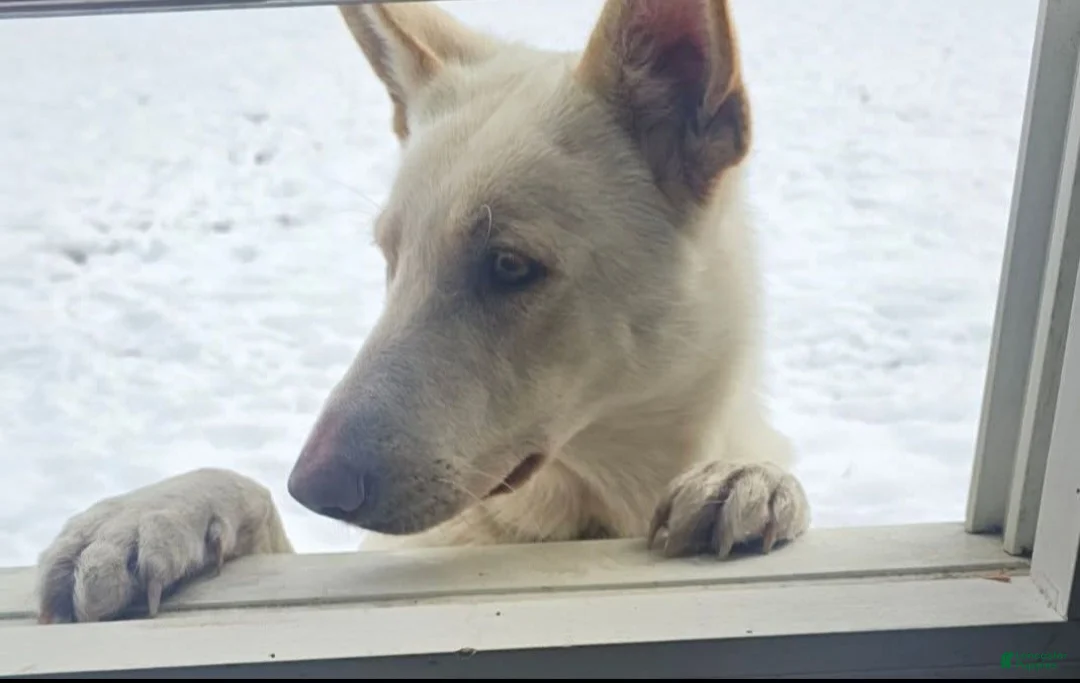 German Shepherd dogs for sale: German Shepherd Puppy 1 - Ad 2