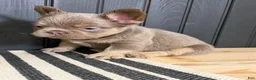 French Bulldog dogs for sale: Bentley - Ad 8