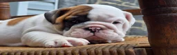 English Bulldog dogs for sale: Bowie - Ad 3