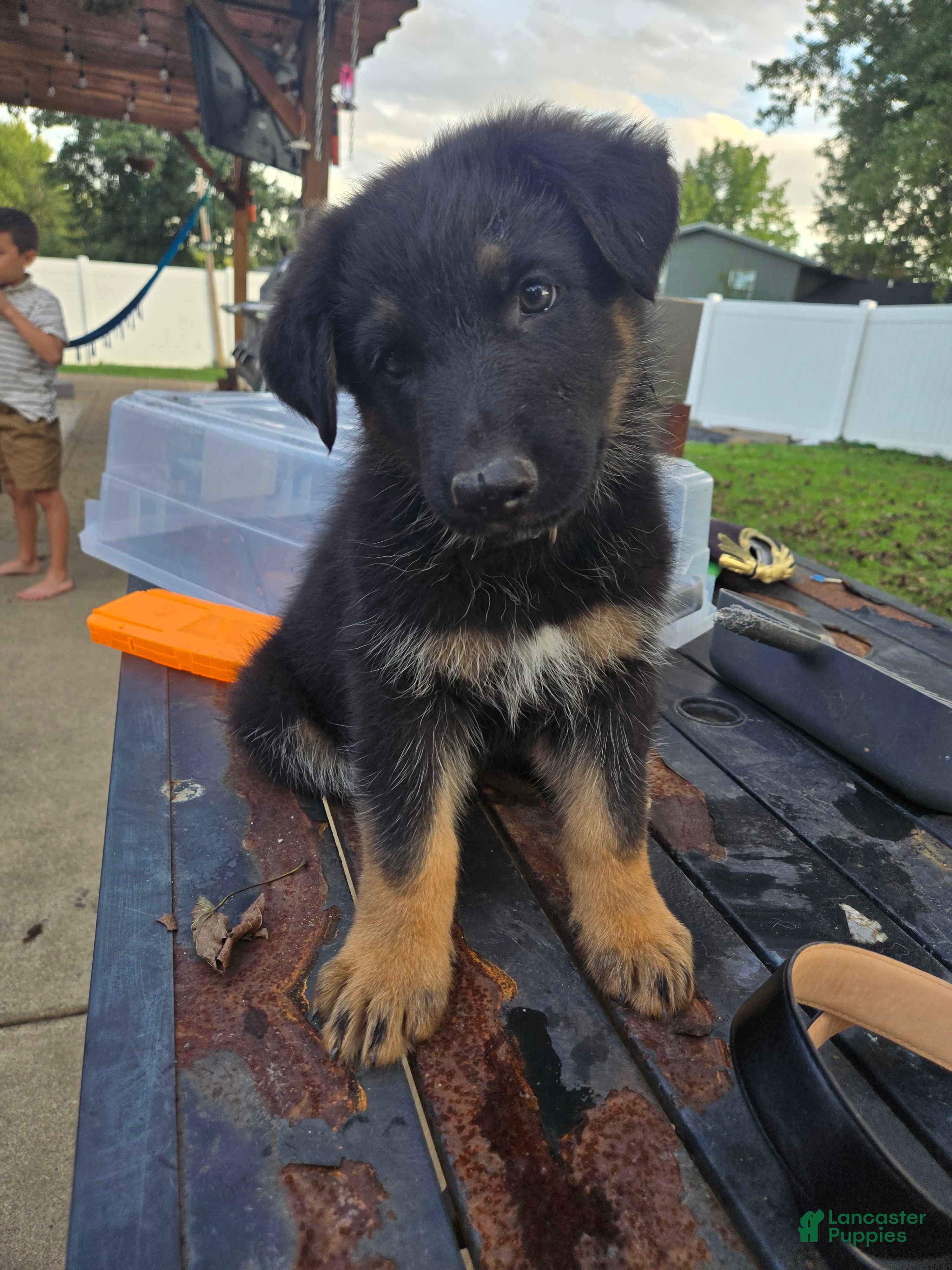 German Shepherd dogs for sale: Charlie - Ad 3