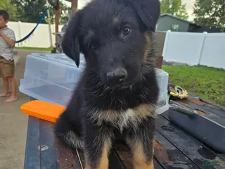 German Shepherd dogs Charlie - Ad 7
