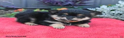 Pomeranian dogs for sale: Huck - Ad 3