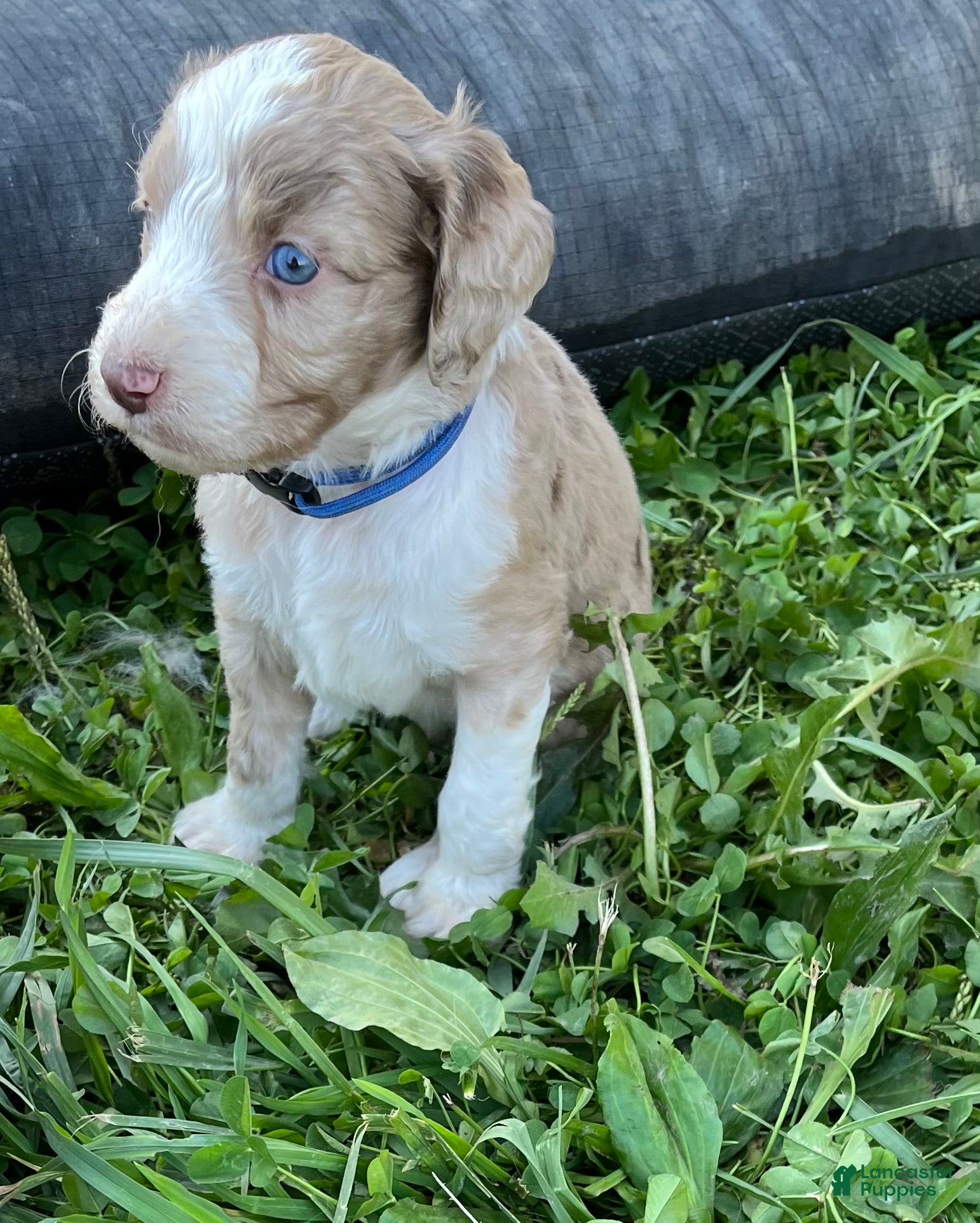 Aussiedoodle dogs for sale: Royal Blue lighter red Merle male - Ad 2