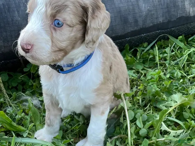 Aussiedoodle dogs for sale: Royal Blue lighter red Merle male - Ad 1
