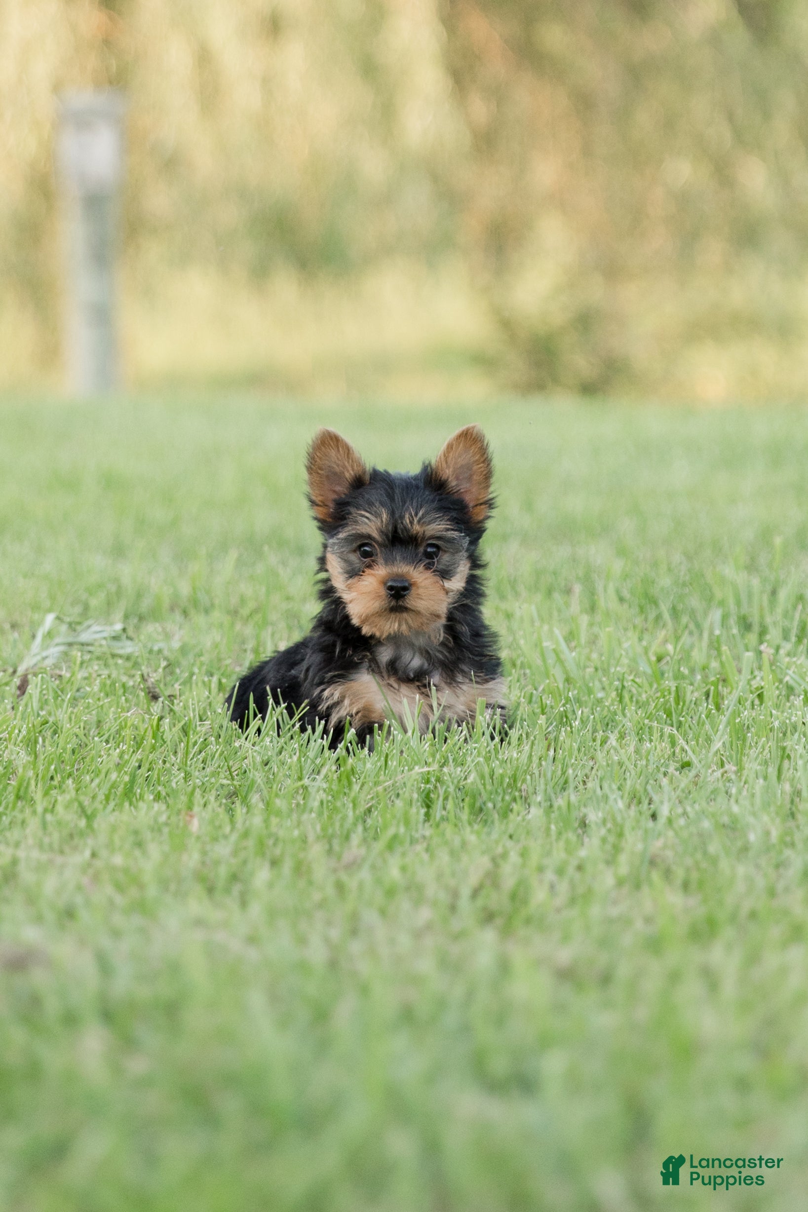 Yorkshire Terrier dogs Rusty - Ad 1