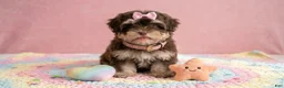 Maltipoo dogs for sale: BABY - Ad 2
