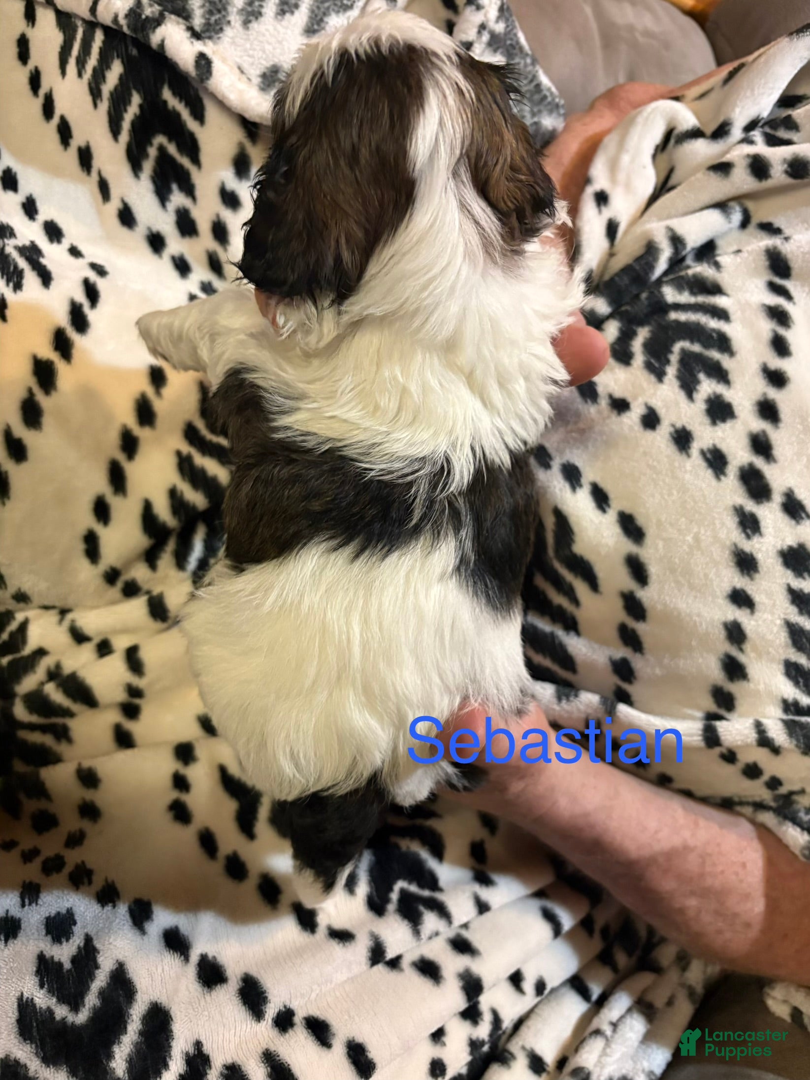 Shih Tzu dogs Sebastian - Ad 2