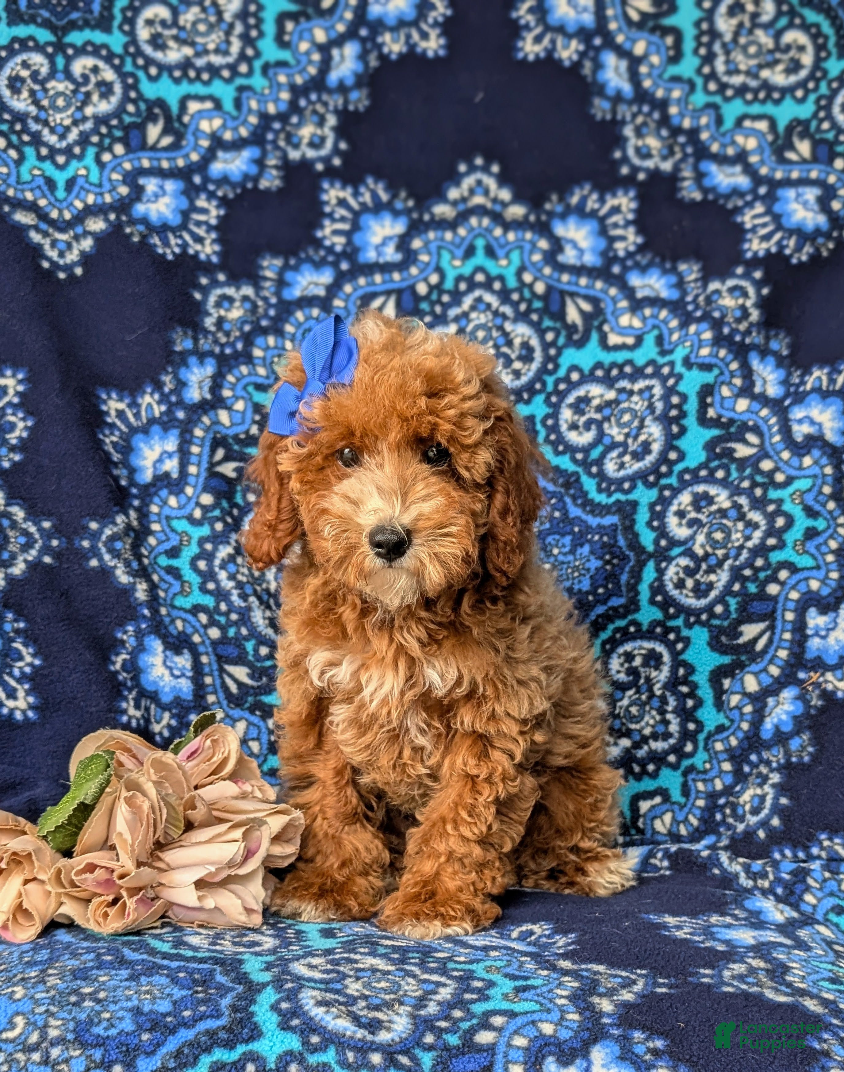 Miniature Poodle dogs Tamara - Ad 2