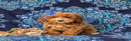 Miniature Poodle dogs for sale: Tamara - Ad 3