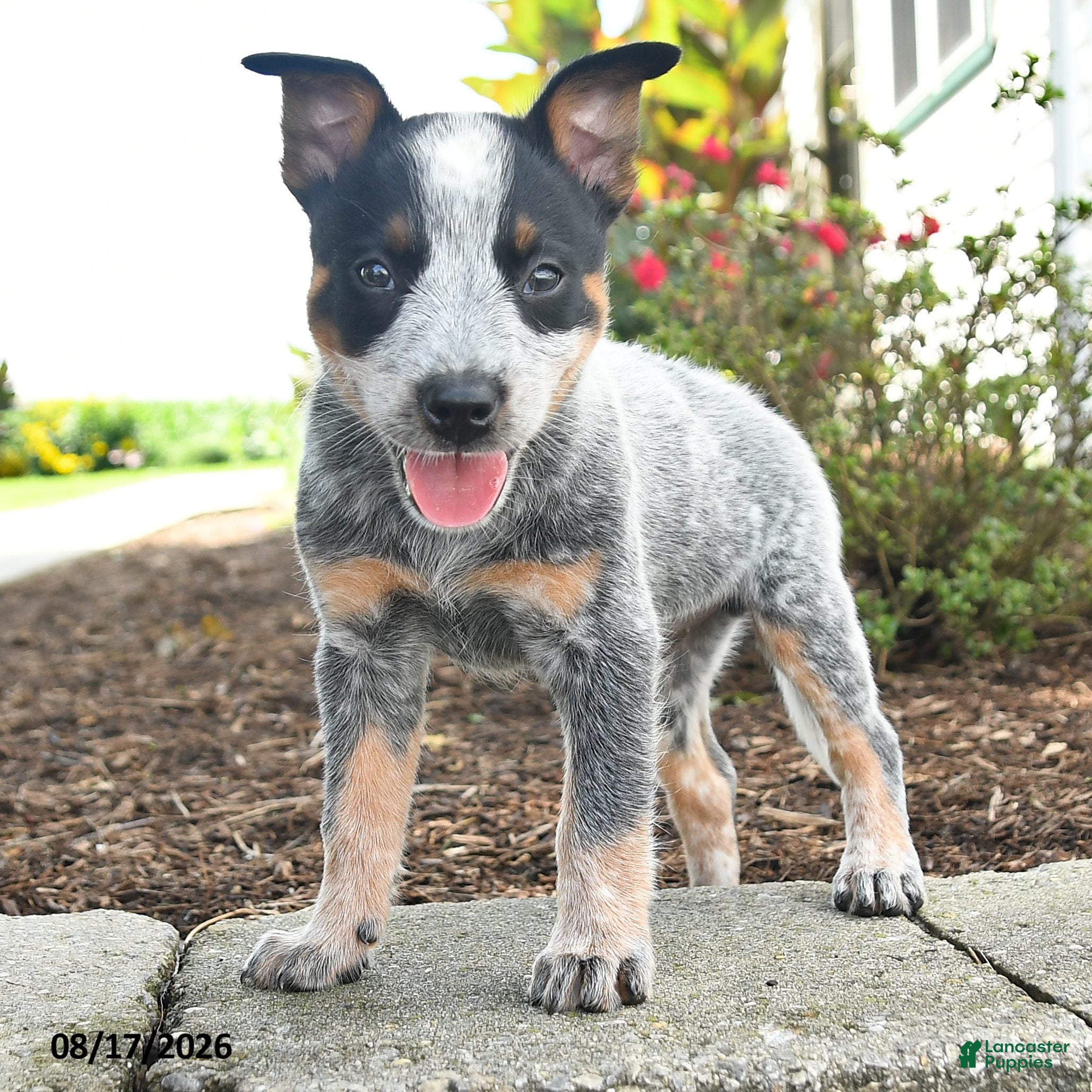 Australian Cattle Dog dogs Fin - Ad 2