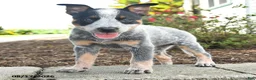 Australian Cattle Dog dogs for sale: Fin - Ad 2