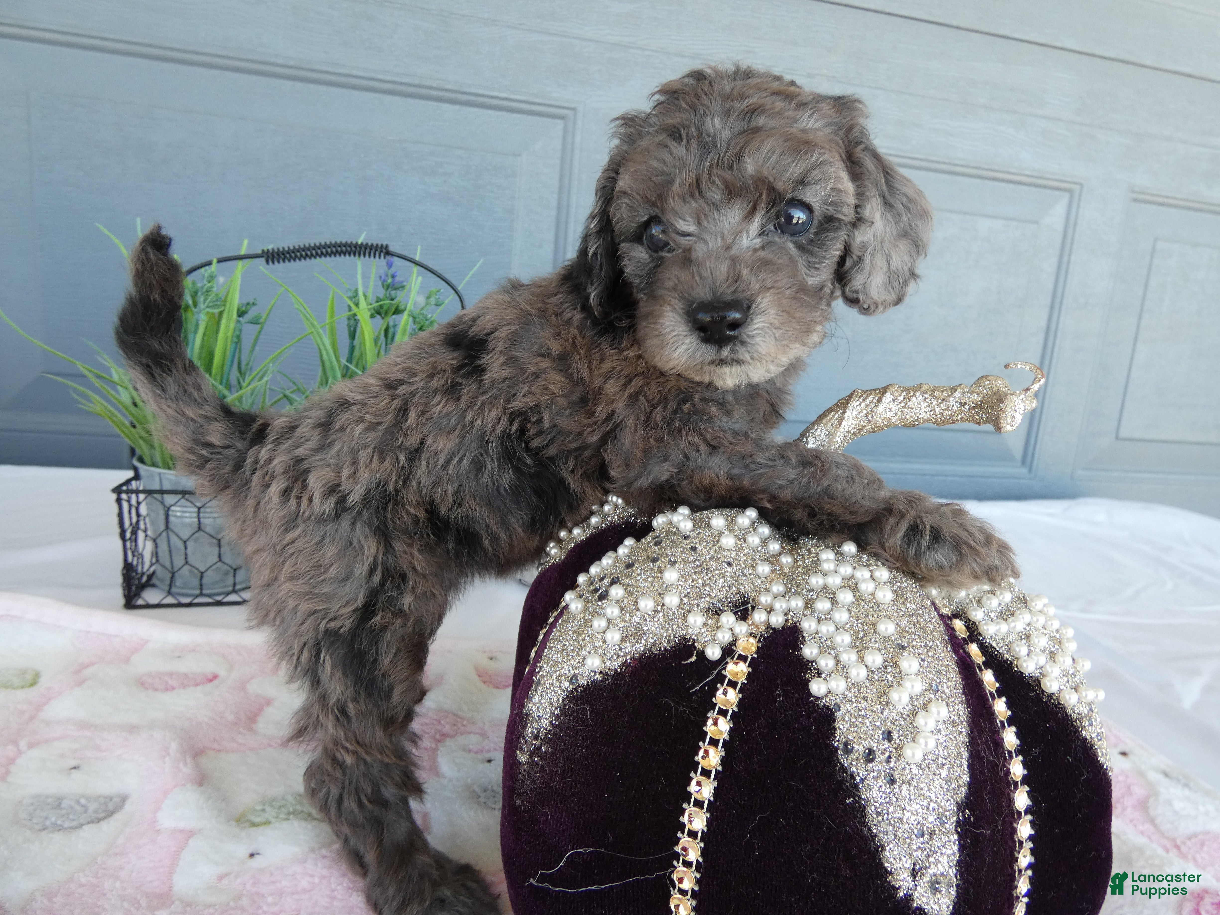 Toy Poodle dogs Toy Poodle 4 Cloe - Ad 21