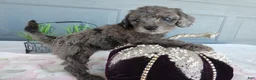Toy Poodle dogs for sale: Toy Poodle 4 Cloe - Ad 1