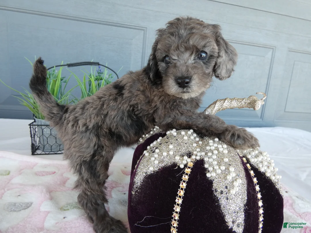 Toy Poodle dogs for sale: Toy Poodle 4 Cloe - Ad 1