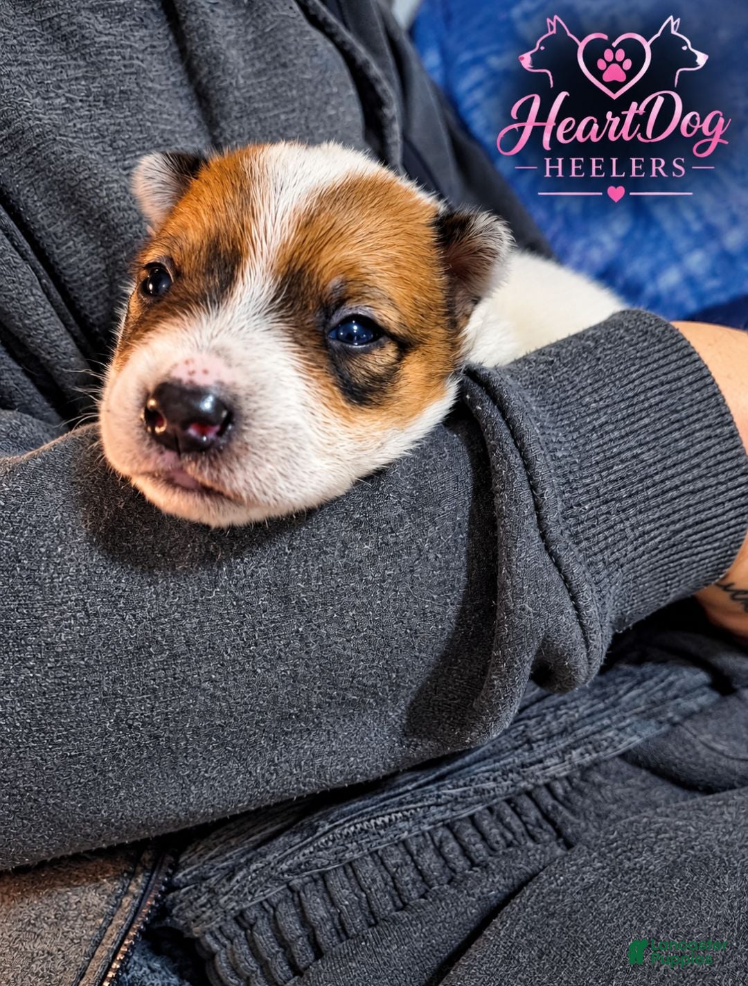 Australian Cattle Dog dogs for sale: Christa (RESERVED) - Ad 13
