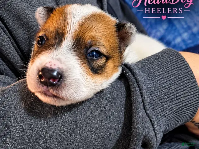 Australian Cattle Dog dogs for sale: Christa (RESERVED) - Ad 13