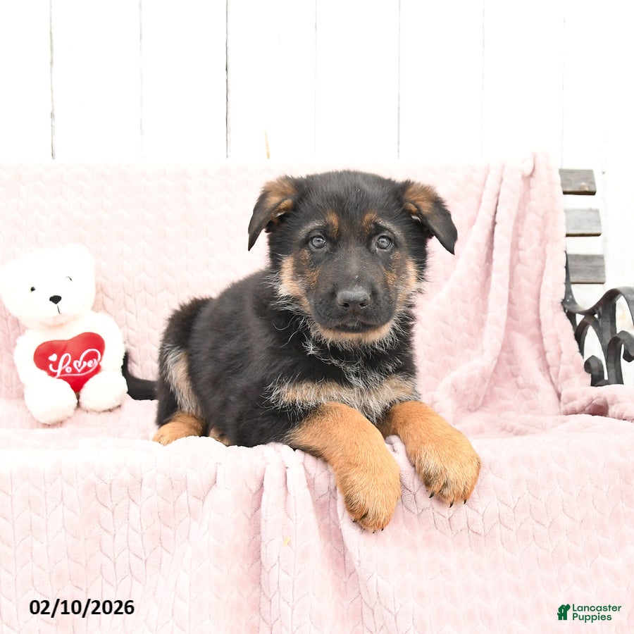 German Shepherd dogs Sam - Ad 27