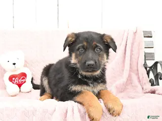 German Shepherd dogs Sam - Ad 27