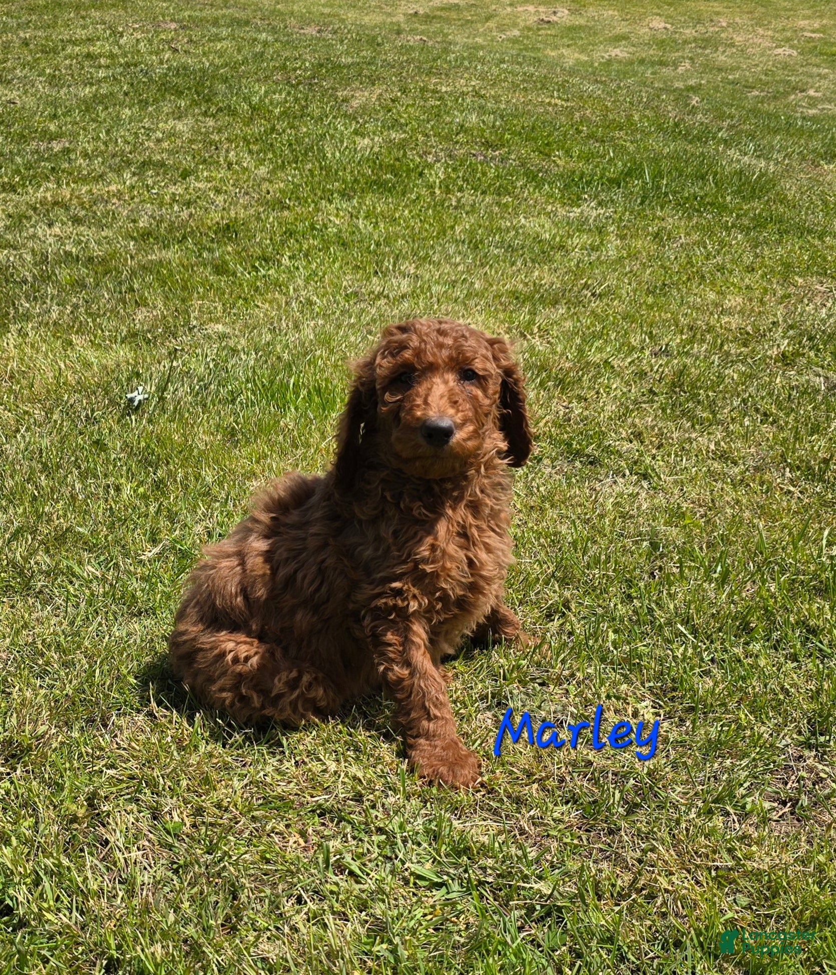 Goldendoodle dogs Goldendoodle Puppy 4 - Ad 37