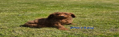 Goldendoodle Puppy 4