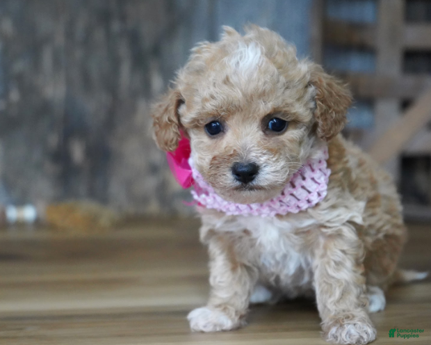 Maltipoo dogs Alice - Ad 2
