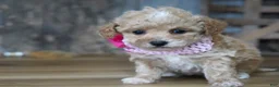 Maltipoo dogs for sale: Alice - Ad 2