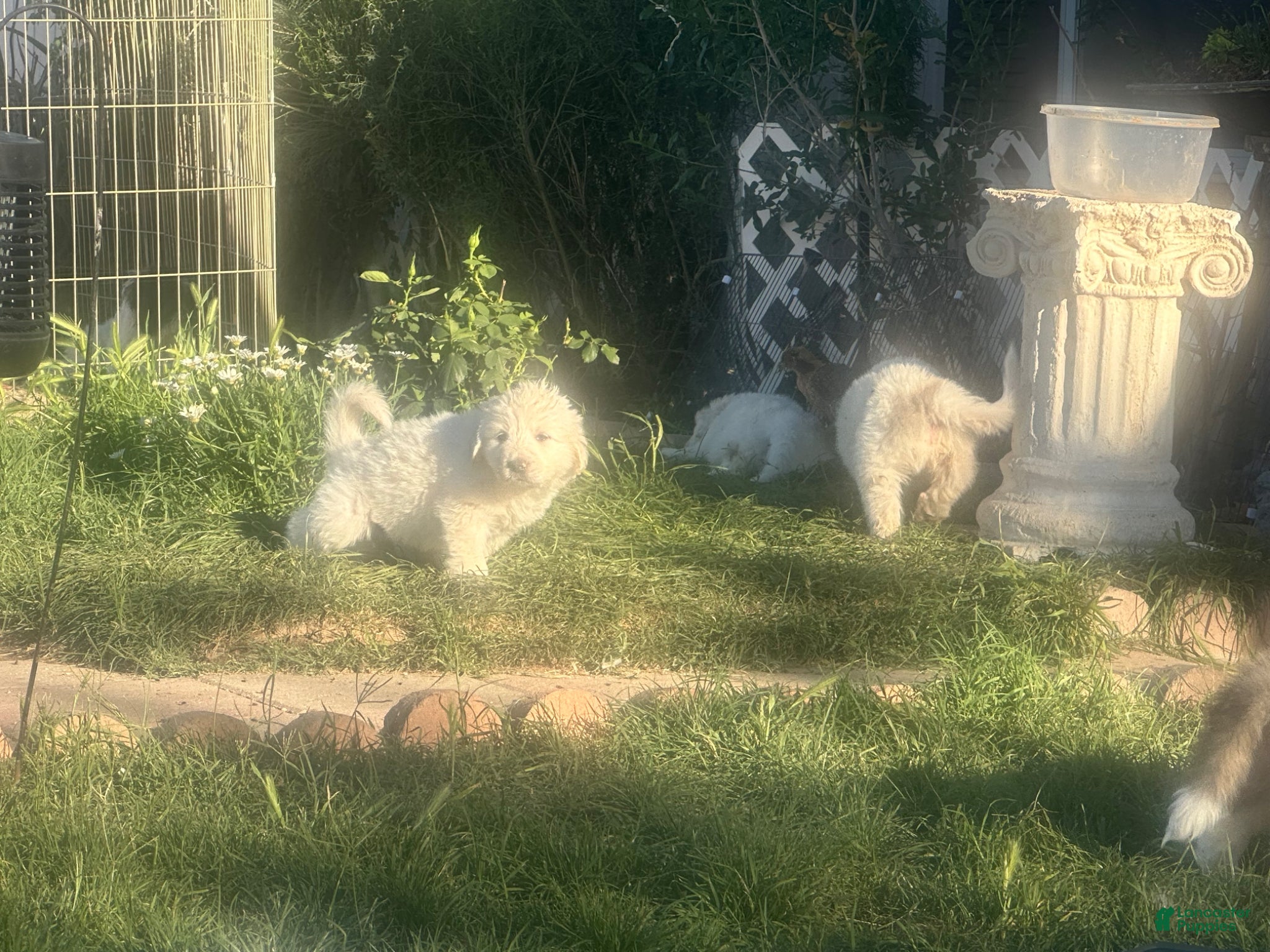 Mixed Breed dogs Mixed Breed Puppy 2 - Ad 39