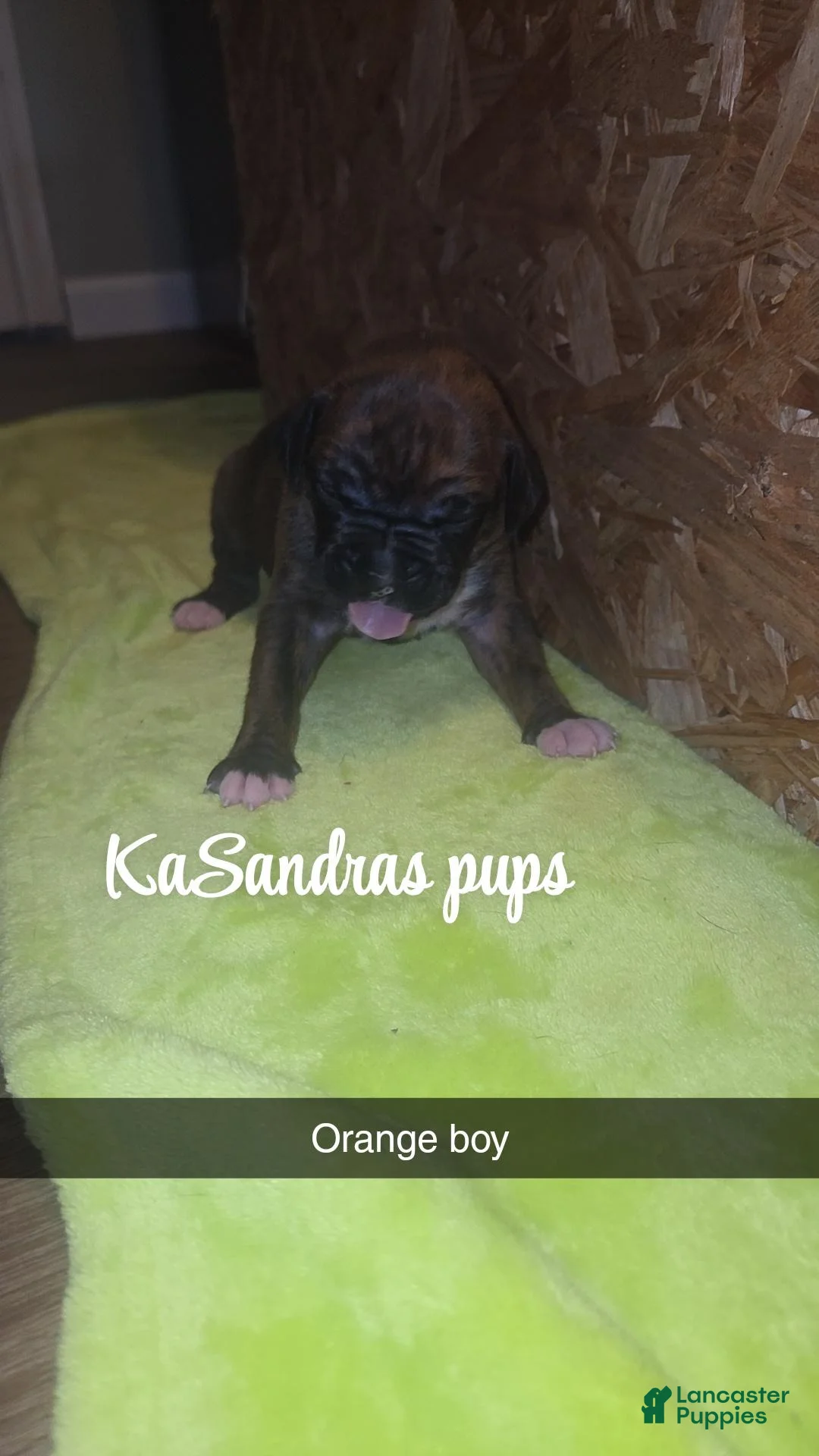 Boxer dogs for sale: Boxer 1 - Ad 1