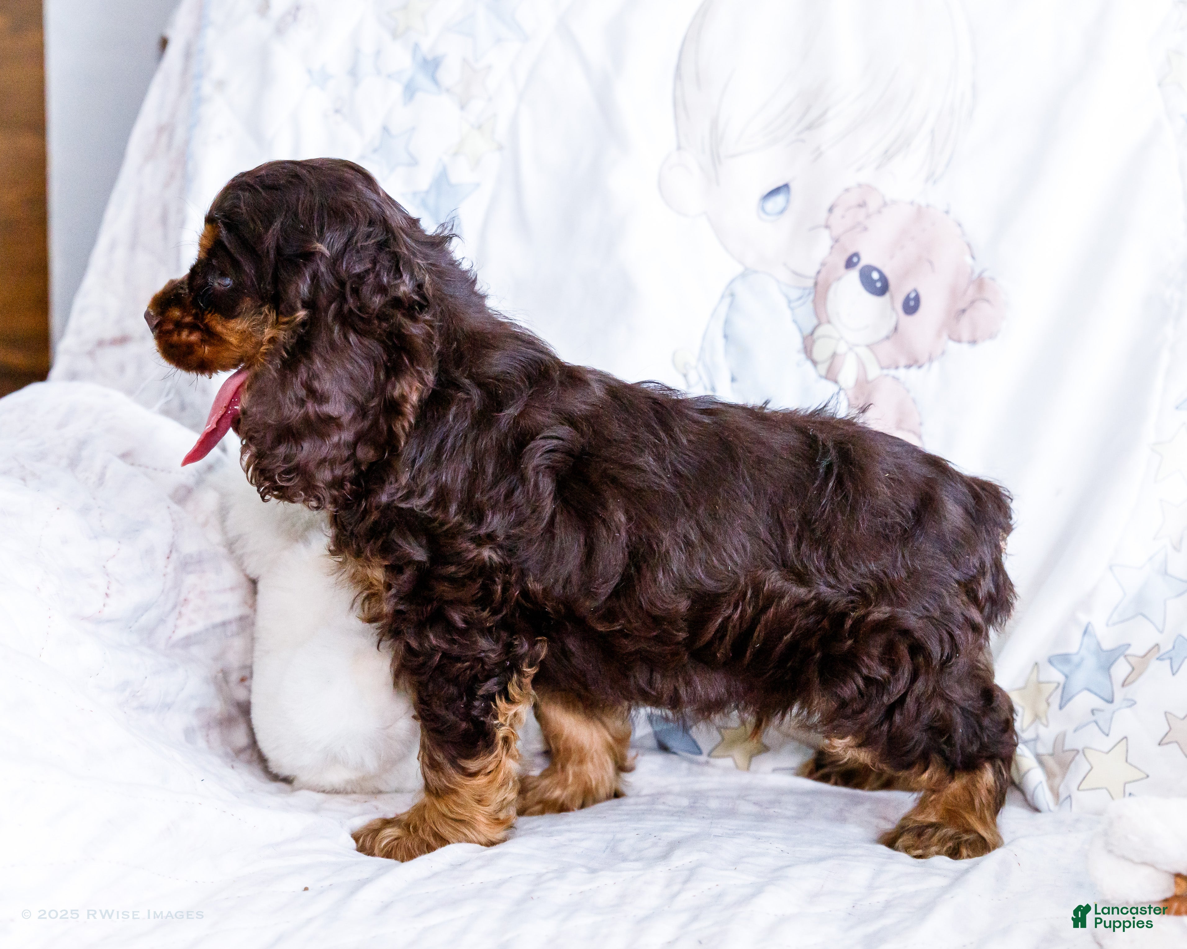 Cocker Spaniel dogs Freddy - Ad 2