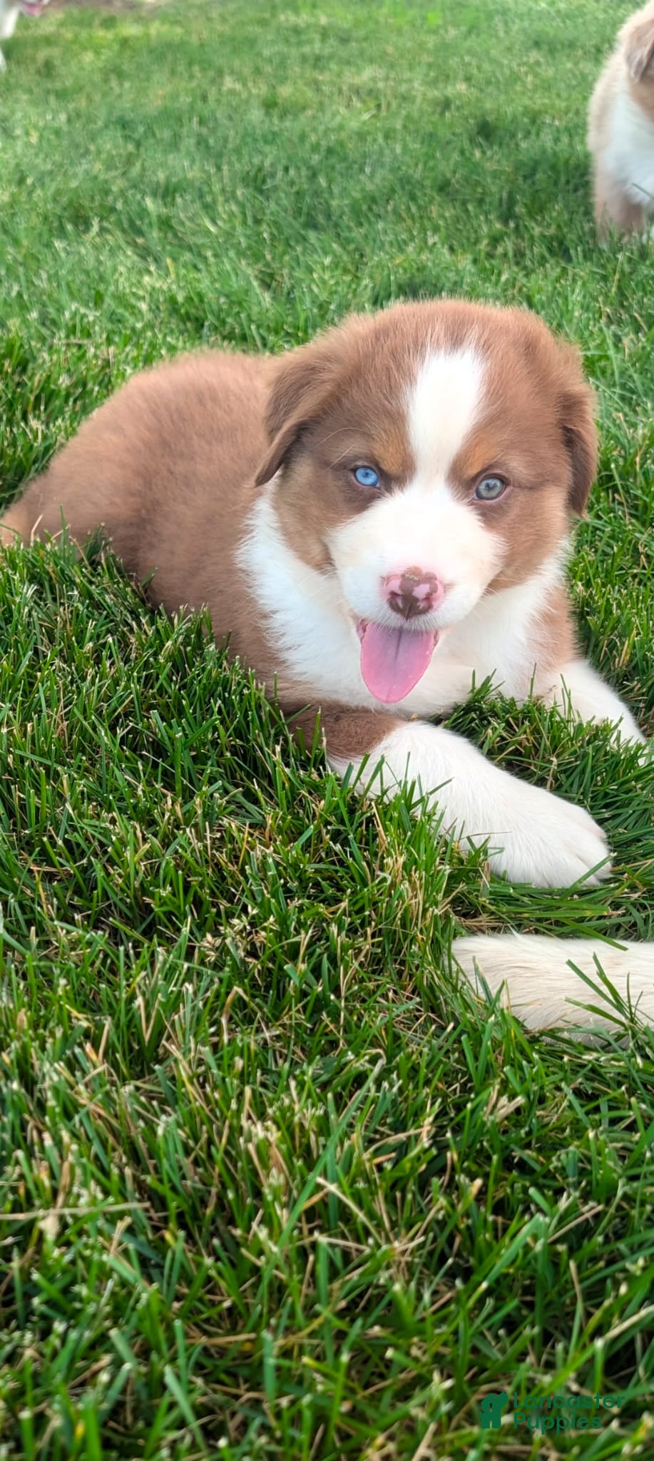 Australian Shepherd dogs Copper Ridge - Ad 1