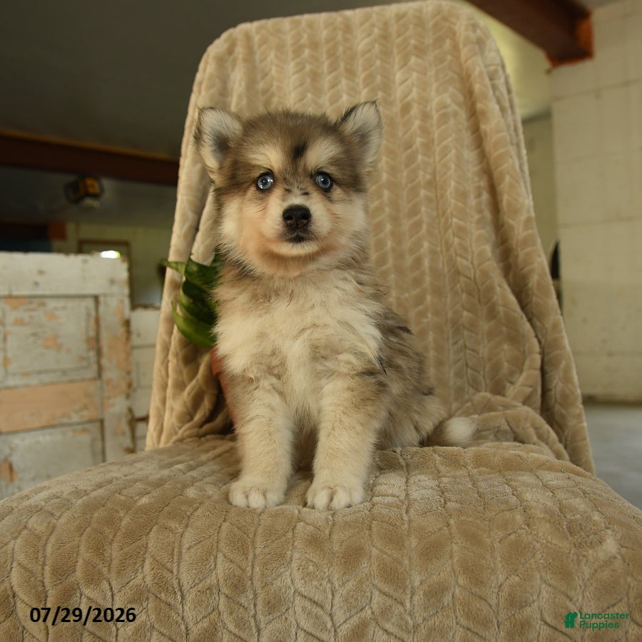 Pomsky dogs Zorro - Ad 1