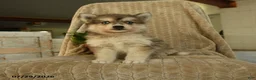 Pomsky dogs for sale: Zorro - Ad 1