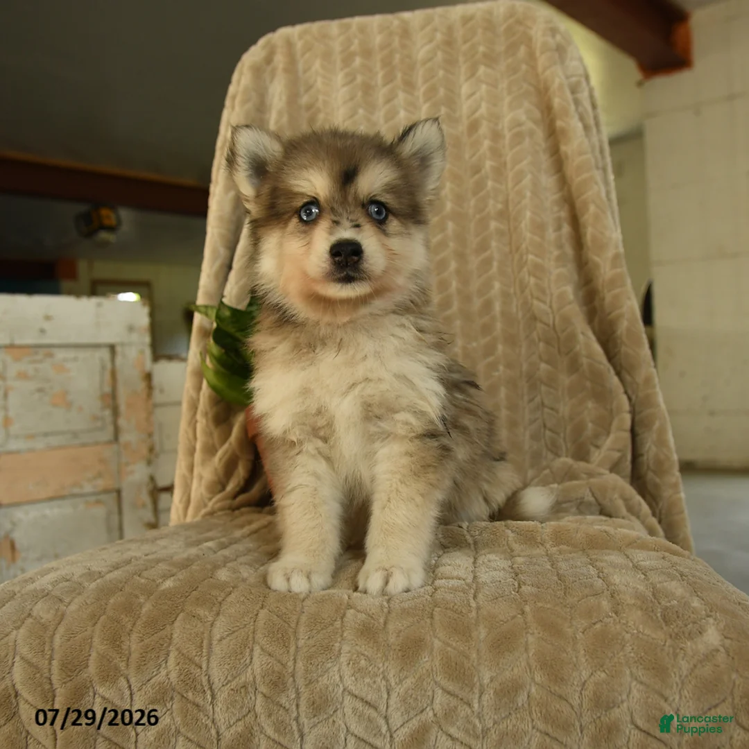 Pomsky dogs for sale: Zorro - Ad 1