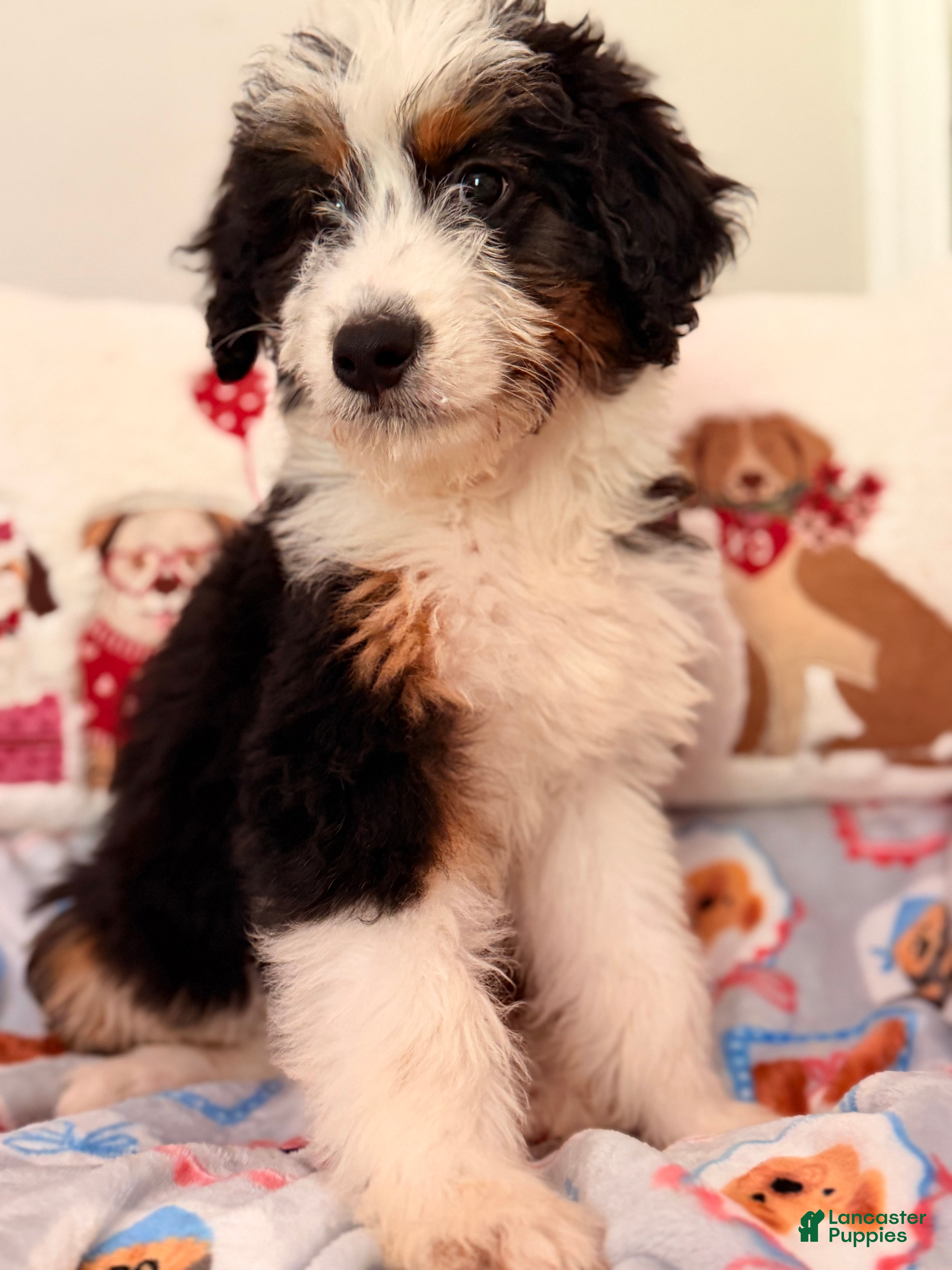 Aussiedoodle dogs Tuxedo - Ad 2