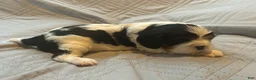 Cavalier King Charles Spaniel dogs for sale: Cavalier King Charles Spaniel 1 - Ad 3