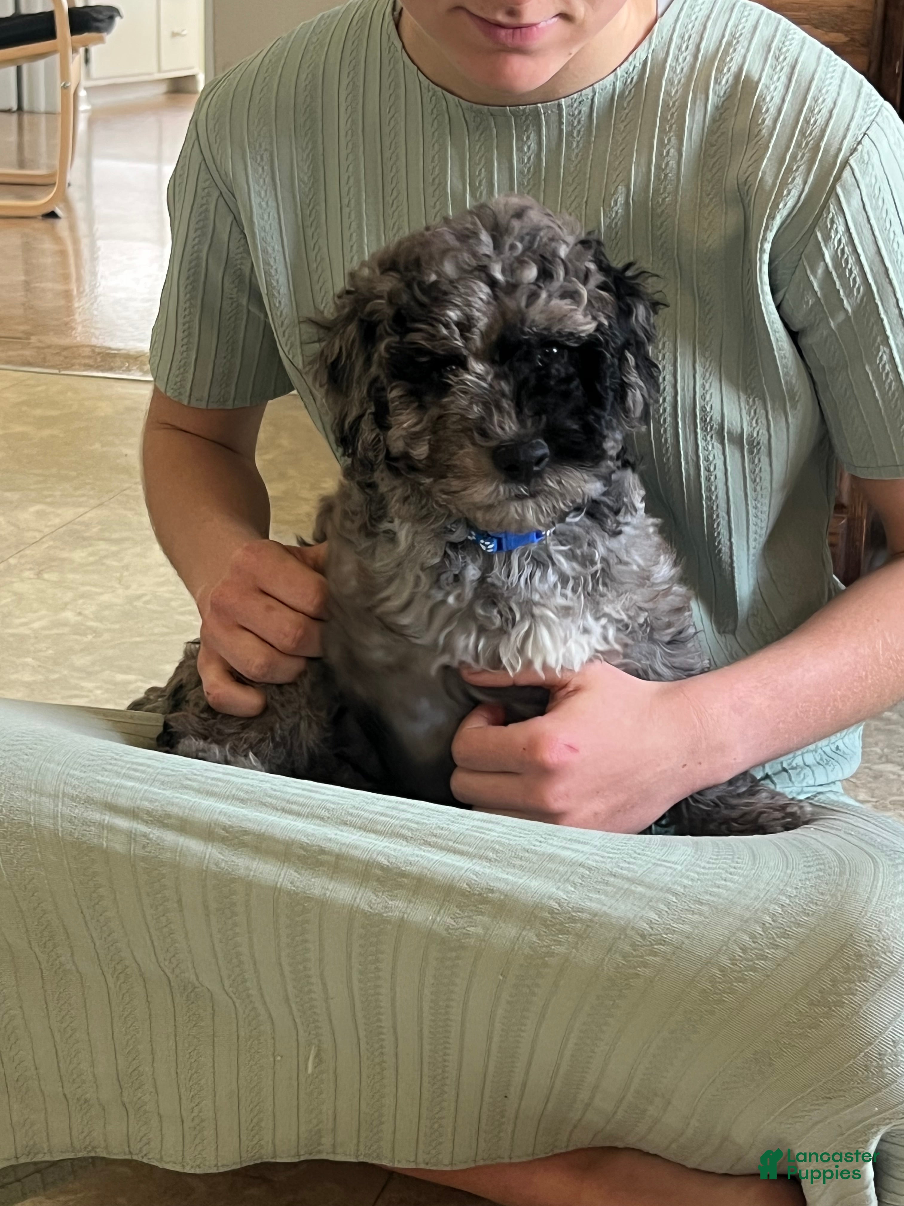 Mini Goldendoodle dogs Patch Mini Goldendoodle Puppy  - Ad 1