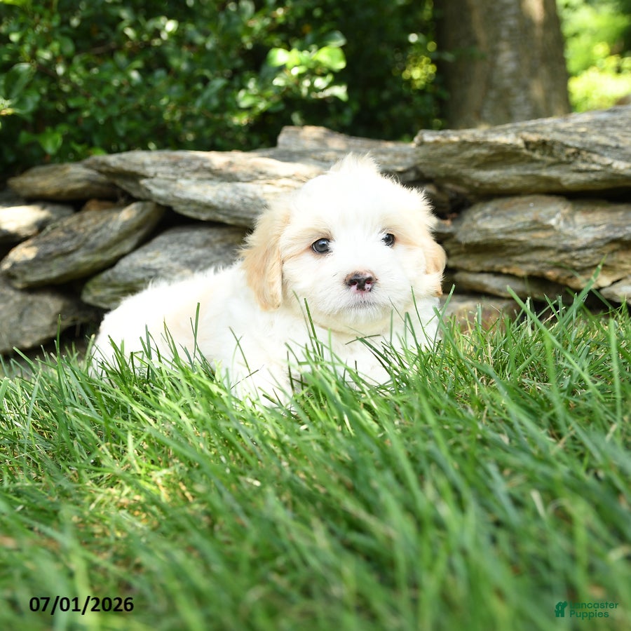 Maltipoo dogs Scooter - Ad 2