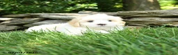 Maltipoo dogs for sale: Scooter - Ad 2