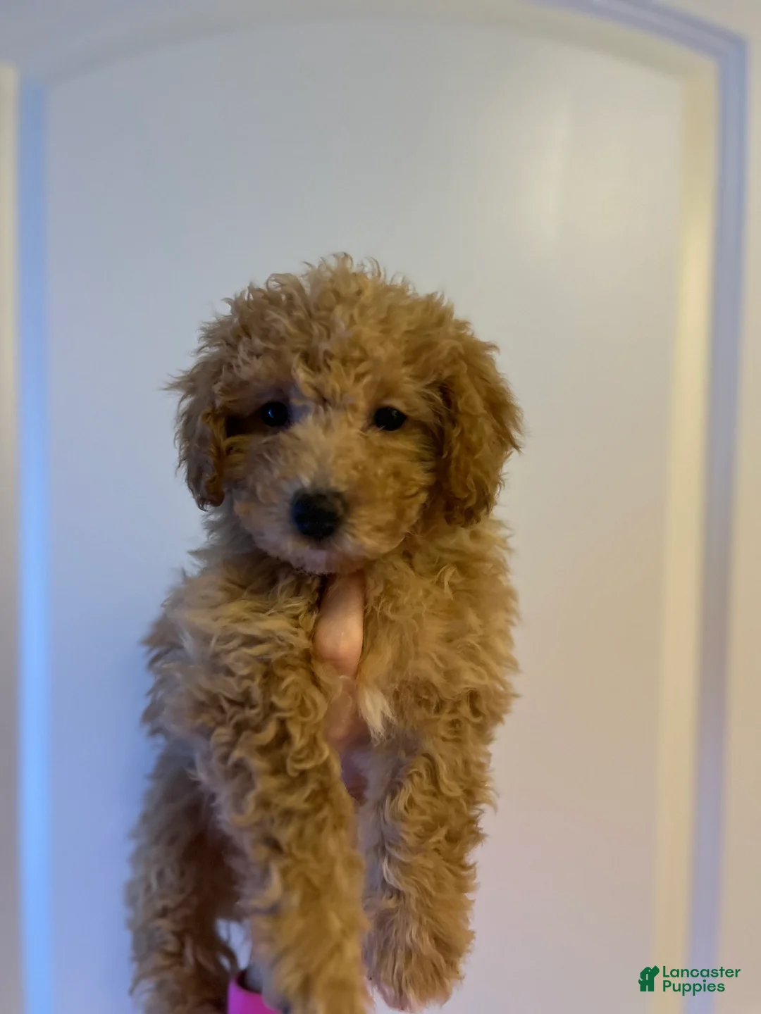 Mini Goldendoodle dogs for sale: Sasha  - Ad 1